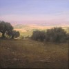 DEL OLIVAR A LA CAMPI�A
