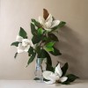 MAGNOLIAS