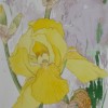 LIRIOS / IRIS